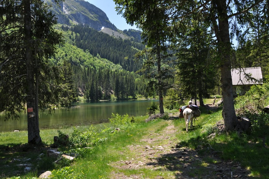 Âne bâté au bord d'un lac en forêt