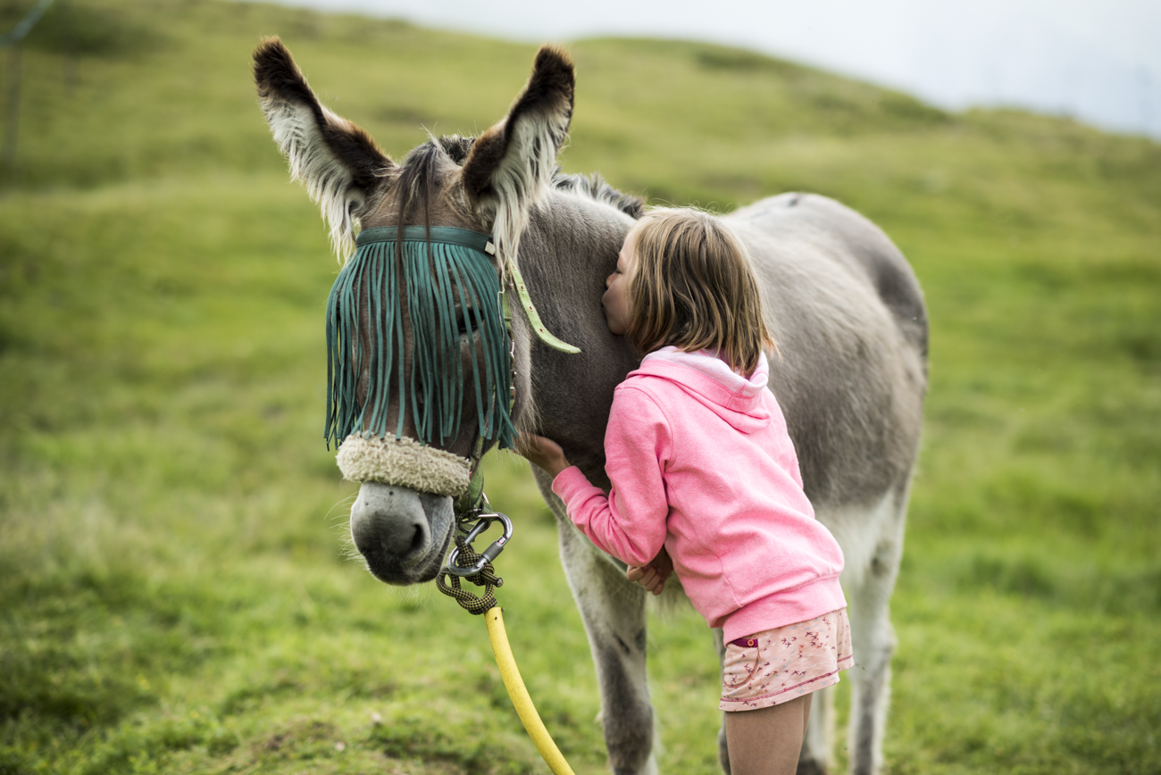 Une enfant câline un âne dans l'alpage