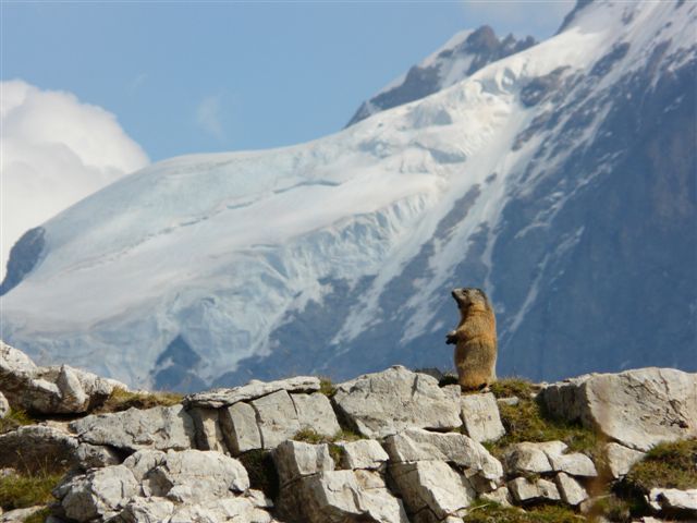 Marmotte devant un glacier des Écrins
