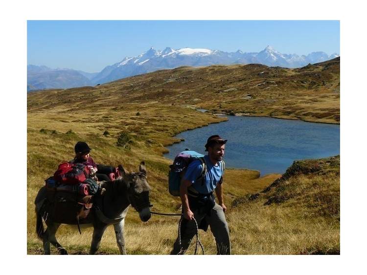 Randonnée avec un âne devant un lac d'altitude des Écrins